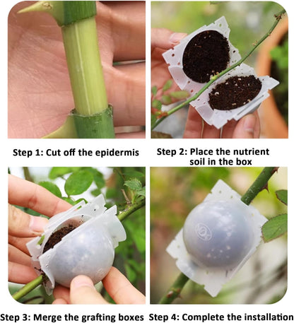 Magic Plant Root Pods [Transparent 8Pcs]